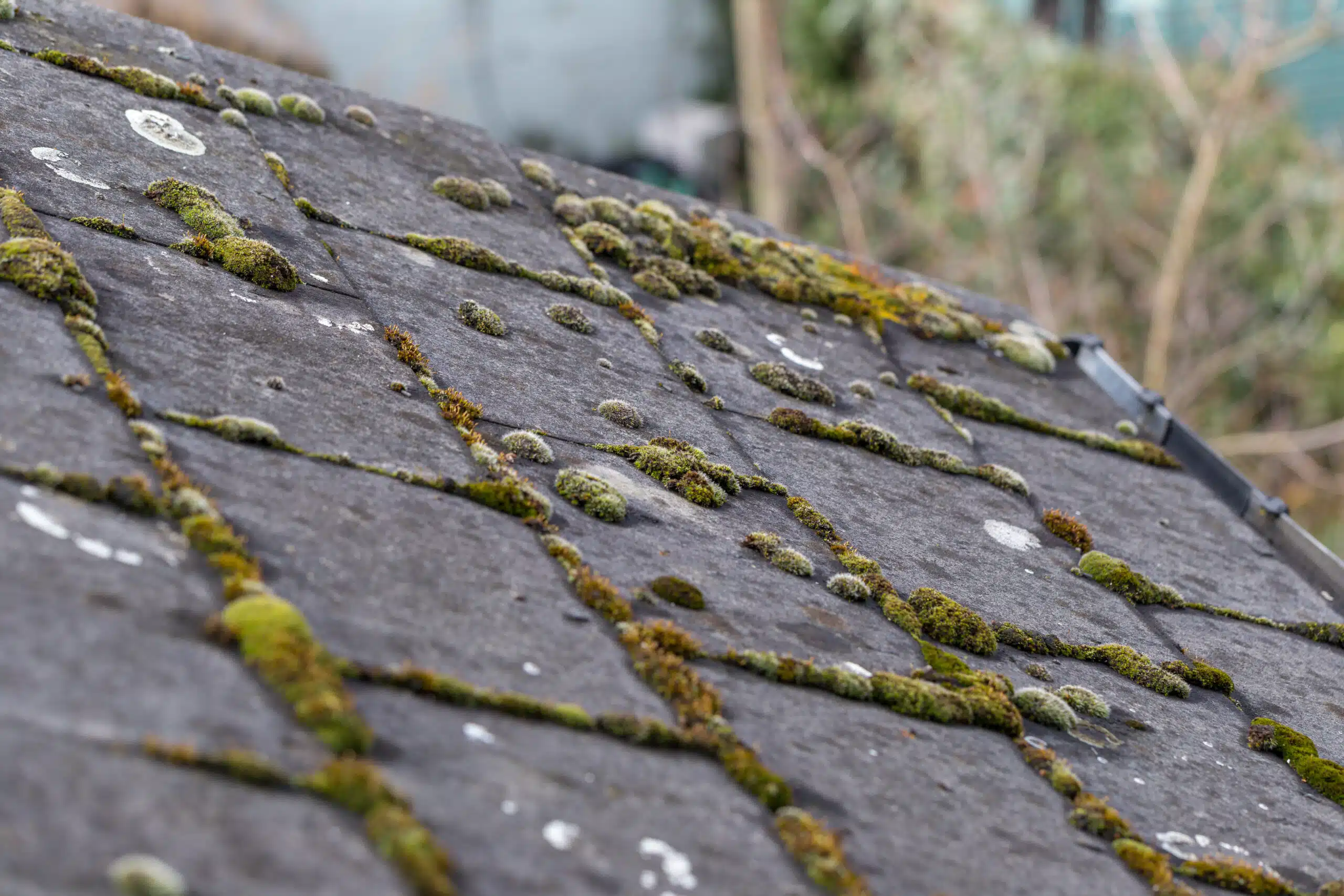Green,Moss,And,Algae,On,Slate,Roof,Tiles